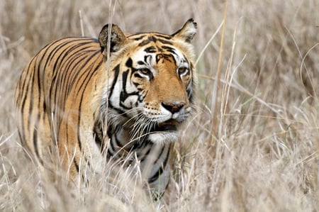 2 Sunrise at Kanha National Park