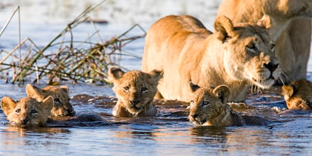 7 Aerial view of Okavango Delta, Botswana