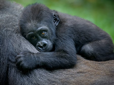 8 The hand of a Mountain gorilla in the jungles of Rwanda, Africa, holding a vine