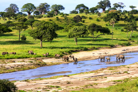 9 Cheetahs in the African savanna. Serengeti National Park. Tanzania. Africa.