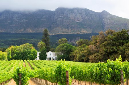 5 Grape wineland countryside landscape background of hills with mountain backdrop in Cape Town South Africa