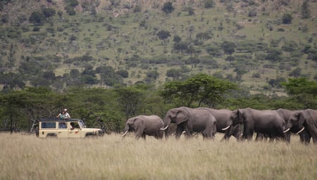 2 Wildebeest river crossing during the annual migration in the Masai Mara, Kenya