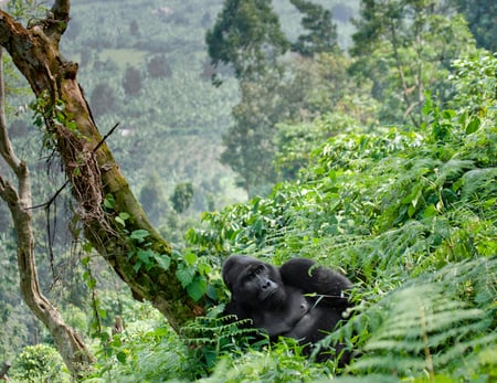 5 A gorilla baby, Rwanda