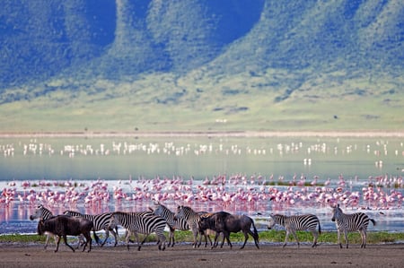 3 A migration of wildebeest in Serengeti national Park,Tanzania