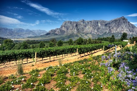 6 Grape wineland countryside landscape background of hills with mountain backdrop in Cape Town South Africa
