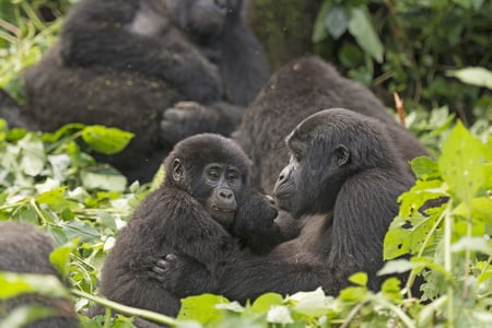 7 A gorilla baby, Rwanda