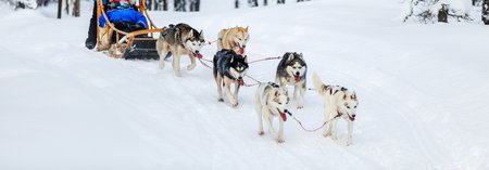 2 Husky dogs are pulling sledge with family at winter forest in Lapland Finland