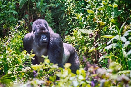 4 Volcanoes National Park, Rwanda