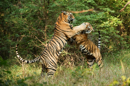 4 Sunrise at Kanha National Park