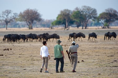 4 safari game vehicle and a lion, Hwange National Park, Zimbabwe