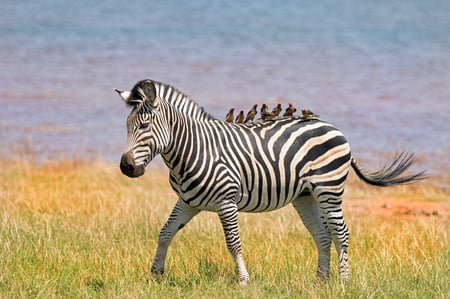 4 Victoria falls, Zimbabwe