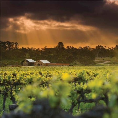 5 Pinot noir grapes on a vine waiting to be picked in Vineyard, Tasmania, Australia