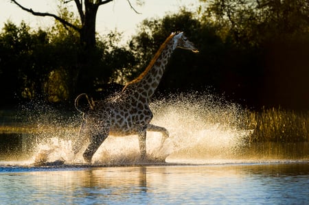 6 Elephants in Luangwa