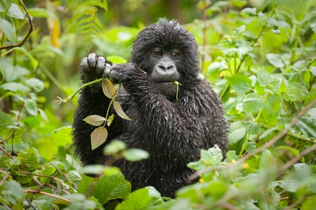 5,6 Volcanoes National Park, Rwanda