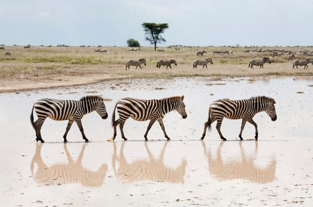 5 A migration of wildebeest in Serengeti national Park,Tanzania