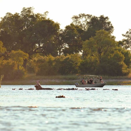 5 safari game vehicle and a lion, Hwange National Park, Zimbabwe