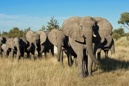 6 Okavango Delta_Overview_Elephants