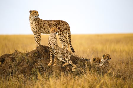 6 Adventure and wildlife exploration in Africa. Serengeti National Park.