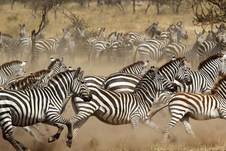 6 A migration of wildebeest in Serengeti national Park,Tanzania