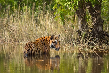 6 Sunrise at Kanha National Park