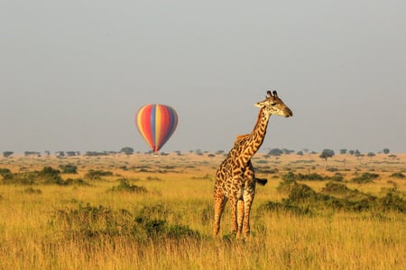 7 Adventure and wildlife exploration in Africa. Serengeti National Park.