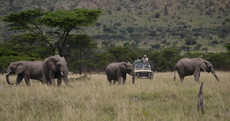 7,8 A game drive safari, Kenya's Maasai Mara National Park.