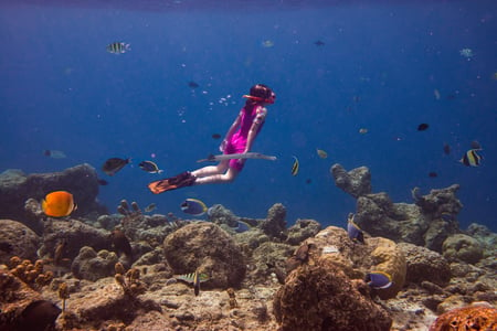 2 Hawksbill Turtle - Eretmochelys imbricata floats under water. Maldives Indian Ocean coral reef