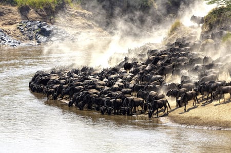 8 A migration of wildebeest in Serengeti national Park,Tanzania