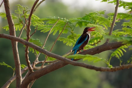 7 Sunrise at Kanha National Park