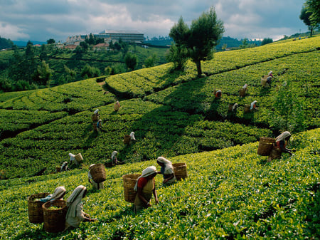 7 Panorama of the tea plantations at sunset - Sri Pada peak in the background