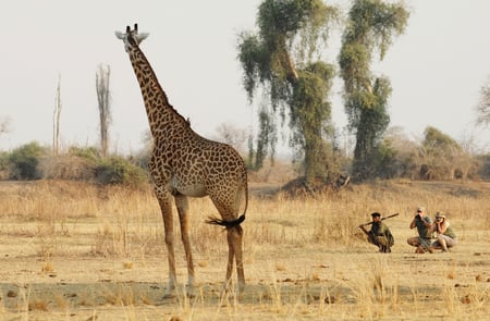 7 safari game vehicle and a lion, Hwange National Park, Zimbabwe