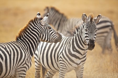 8 Skeleton Coast Namibia