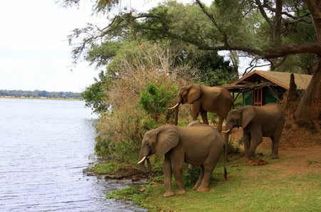 9 Lower Zambezi National Park. Zambezi River
