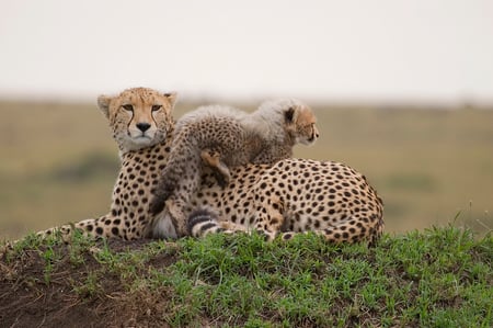 9 A game drive safari, Kenya's Maasai Mara National Park.