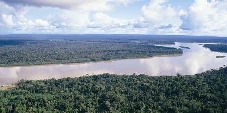 10 Family of Capybara at the shores of the Amazon rainforest in Manu National Park, Peru