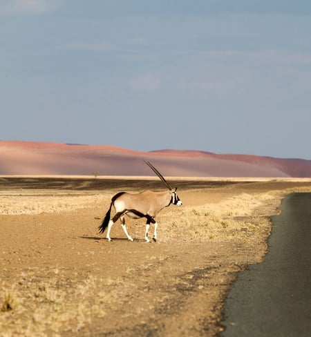 2 The Namib-Naukluft at sunset. Namibia, South Africa. 