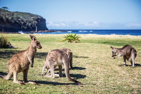 9 Tallow Beach in Byron Bay. The Pacific Ocean and golden sand surrounded Arakwai National Park