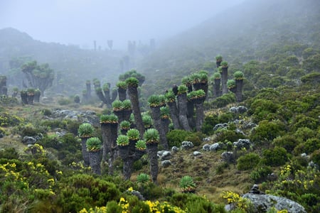 4 Three giraffe on Kilimanjaro mount background in National park of Kenya, Africa