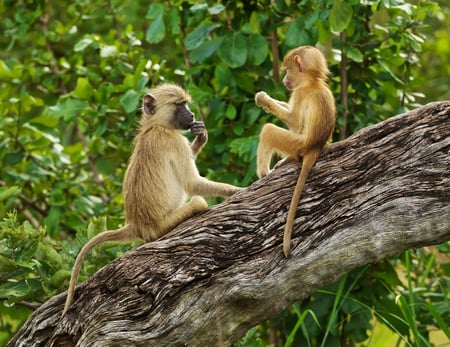 10 Lower Zambezi National Park. Zambezi River