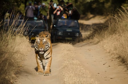 10 Sunrise at Kanha National Park