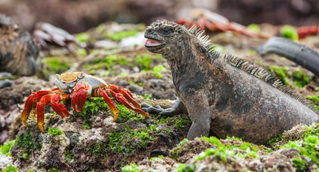 11 Southern Ecuador & the Galapagos