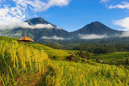 3 Bali_Rice Field_Sunset