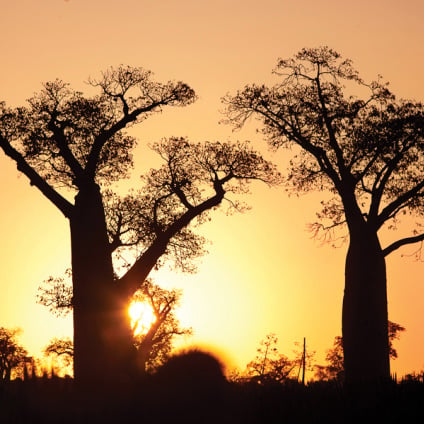 4 Beautiful Baobab trees at sunset at the avenue of the baobabs in Madagascar