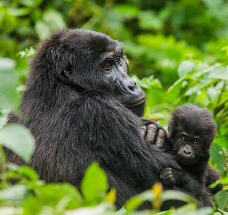 6 A gorilla baby, Rwanda