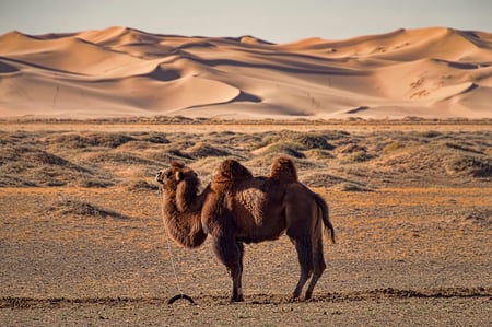 4 A caravan of camels resting in the sand of the Gobi Desert