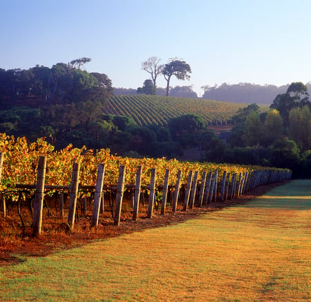 1 Australia-picnic-wine