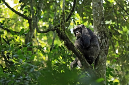 2 A gorilla baby, Rwanda