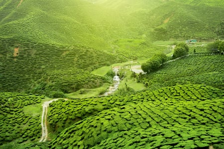 8 Panorama of the tea plantations at sunset - Sri Pada peak in the background