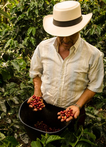 6 Landscape of Quindio River Valley, Salento, Quindio Department, Colombia