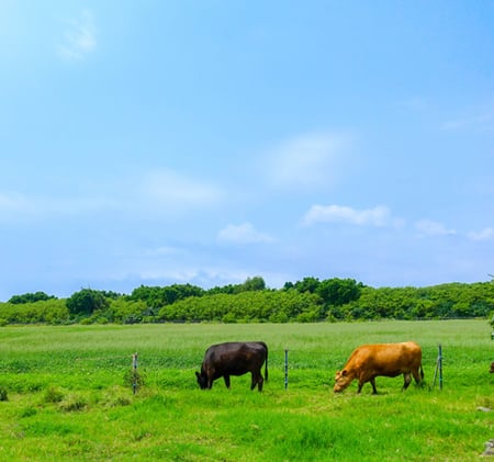 9 Ultimate Okinawa